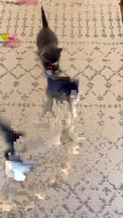 The prosecution has obtained video footage of Moana committing the heinous crimes of illegally smol scoot-runs and assault on toys. This trial is going to be a slam dunk.