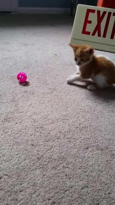 My cat, Kevin, when he was a kitten lmao