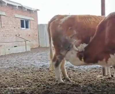 Infinite food glitch