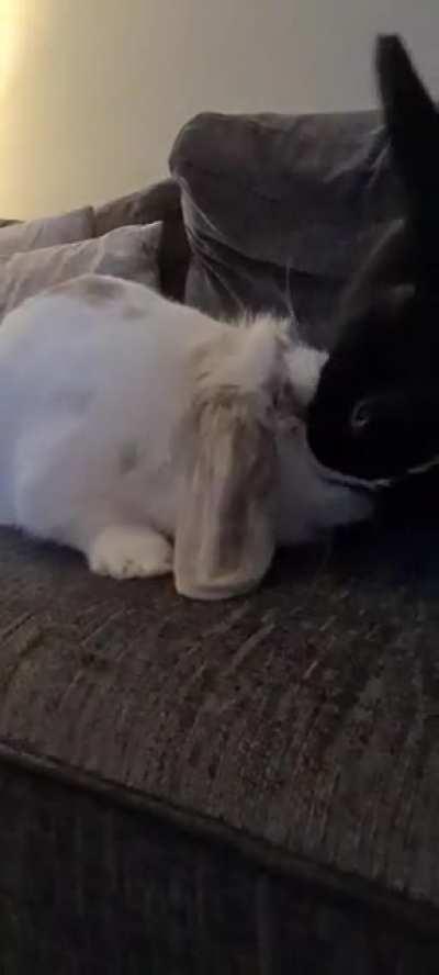 Posie washes her sister then does a little clap 😍🐇🤍