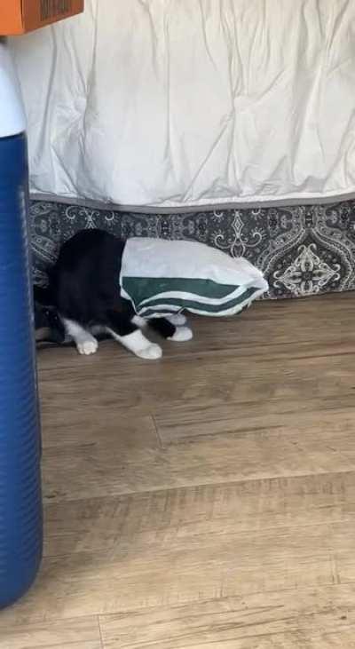 Perks of van kitty include constant entertainment