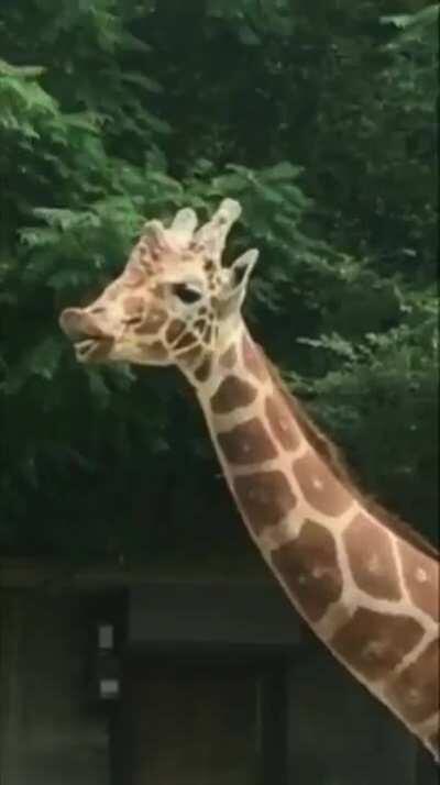 WCGW drinking “water”