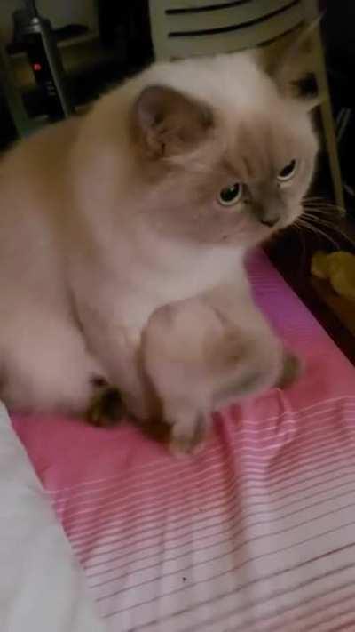 Kitty wags tail after being rescued by mama cat