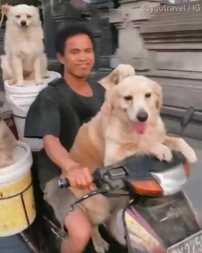 That rare moment when r/Aww and r/IdiotsInCars collide...