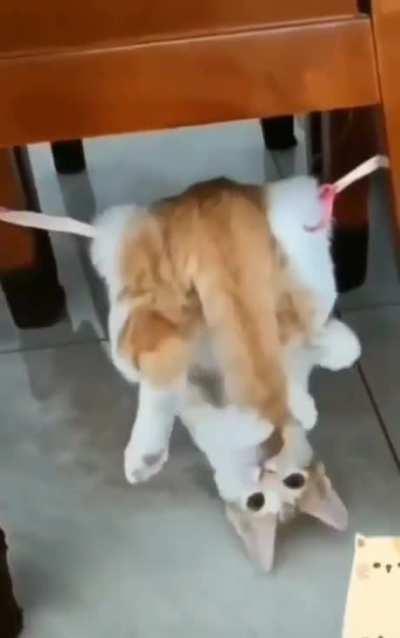 Cat doing cat things.