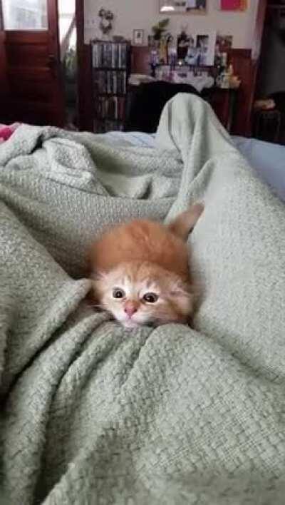 You know it's about to get real when the ears fold back