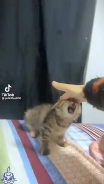 Testing automod with video links