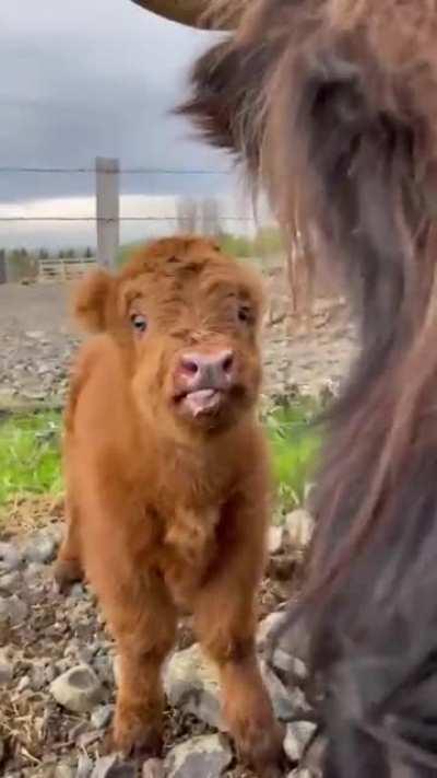 Mini-moo figuring out his tongue