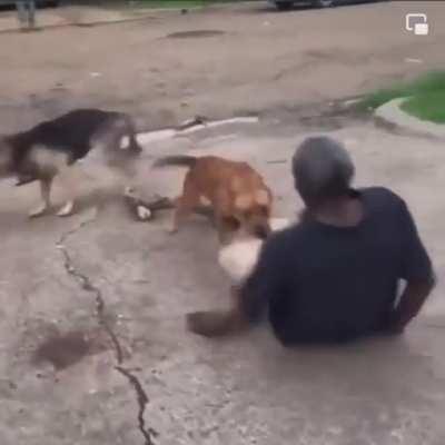 That’s the dog from COD Ghost 😭💀