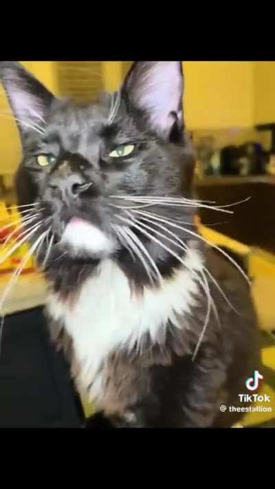 Thee Stallion got a Maine coon! 