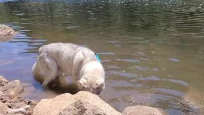 Promised my little guy id move him to CO so he could spend his last year's in the mountains. So here we are living his best life