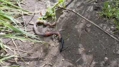 This centipede trying to haul off a huge dead earthworm