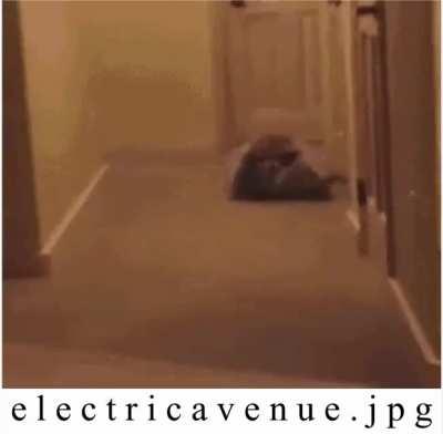 What a chonky raccoon.