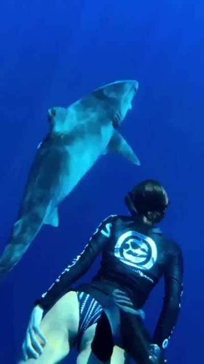 Diving with the sharks