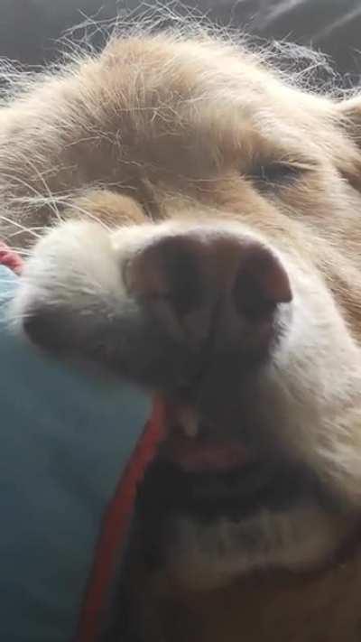 Weeks ago, I posted he was ill. After a very succesful surgery, seems to be comfy at home 😴