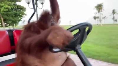 MONKE DRIVING GOLF CART