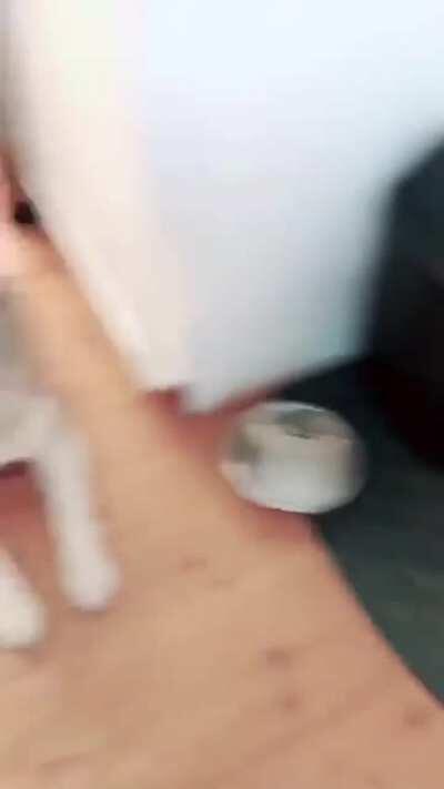 Golden retriever is like not this again