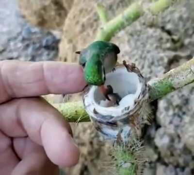 🔥 Hummingbird's small chicks 🔥