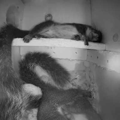 Squirrels are so skittish that seeing them sleep almost feels unnatural (but cute)