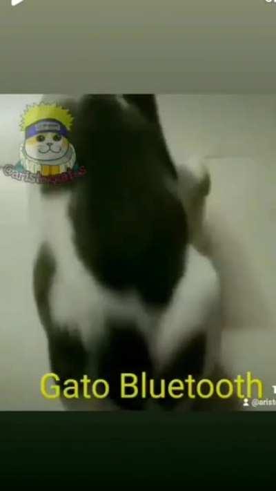 GATO BLUTUCH🥵🥵