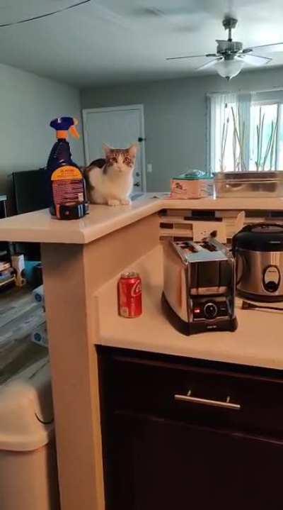 I was just trying to make some toast