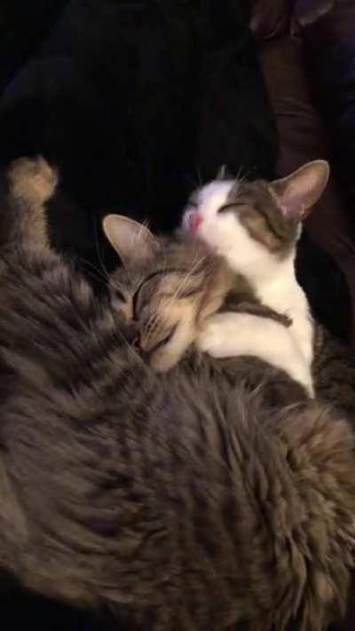 Sister grooming and nap time