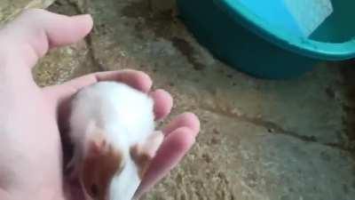 Pet related sub, my 60+ lidl capybaras.