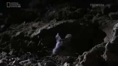 She's a wolf in mouse clothing...