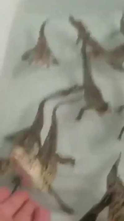 Human adopting Arxur babies rejected by the Betterment Office: