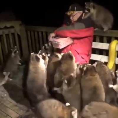 Racoon Madness