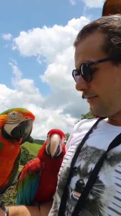 interesting conversation of a guy and his macaw friends. translation in comments