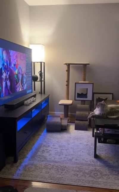 My cat likes watching Vinny