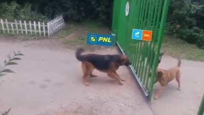 Rodditori bine informati aparandu-si cu ferocitate punctul de vedere