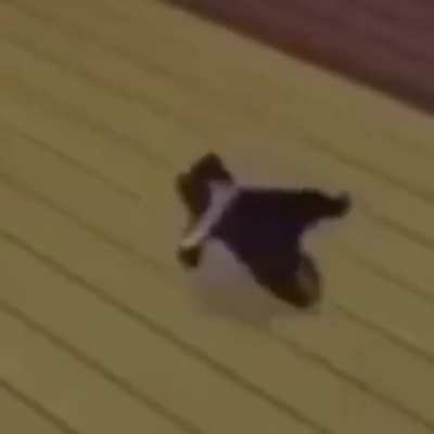 Cock/ver10 cat dancin