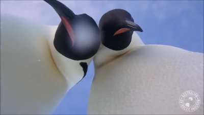 🔥 Curious emperor penguins investigate a wildlife camera.