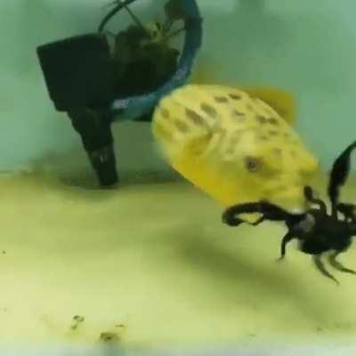 Thanks, I hate fish now.