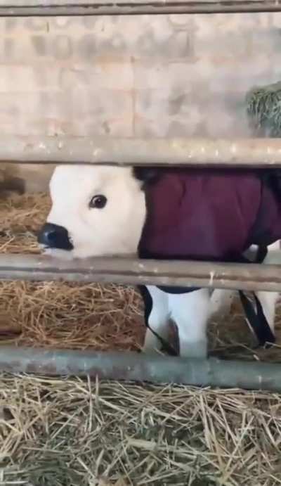 I've come back because you all need to see this precious baby