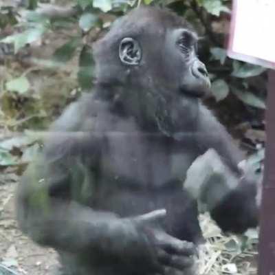 A bold little gorilla