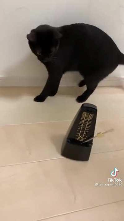 Kitty startled by metronome
