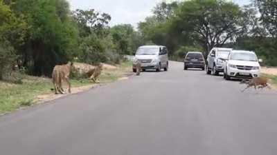 Impala delivers itself to a pride of lions
