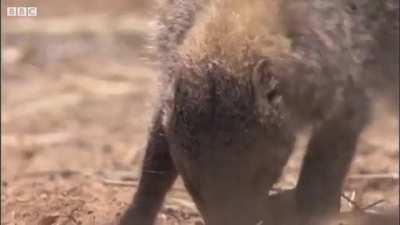 What's the rule again?