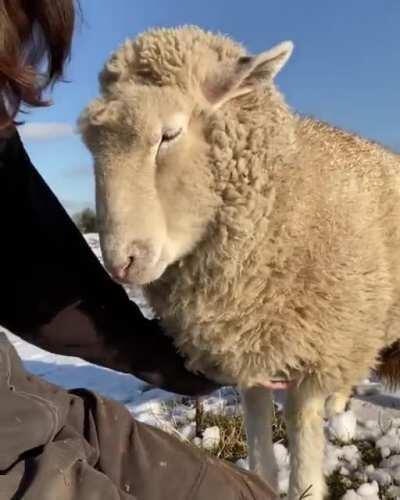 I just fall in love with this sheep <3