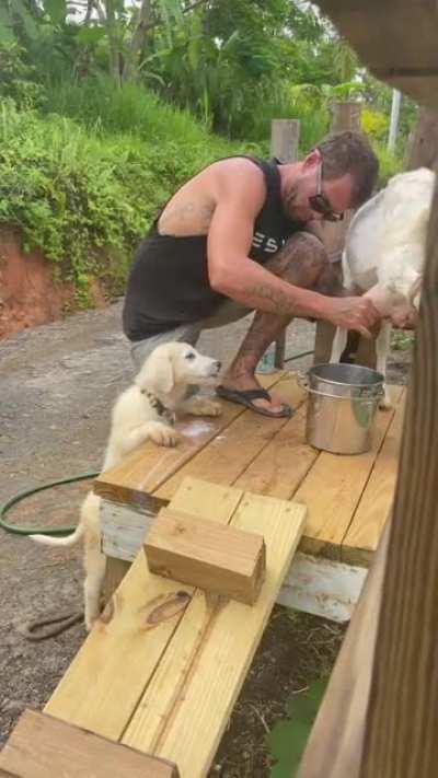 Odin will trade fresh milk for protection once he grows up!