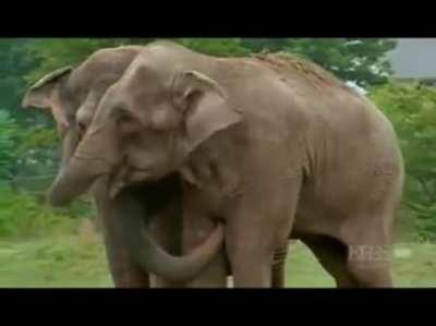 Two Elephants Reunited after over 20 years apart...Be still my beating heart...