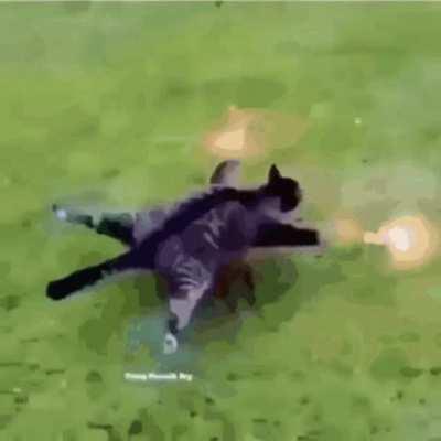 I got sad news, this is my cat, he has autism.