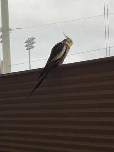 Groot showing off his big wings