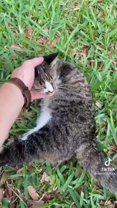 Featheless ✅, Bipedal ✅ Yep, this is a human