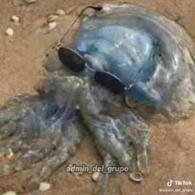 Animal moreno y gordo jaja