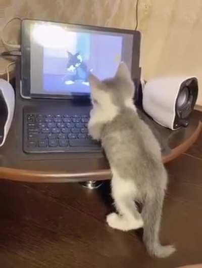 Gatinho assistindo tom e Jerry.mp3