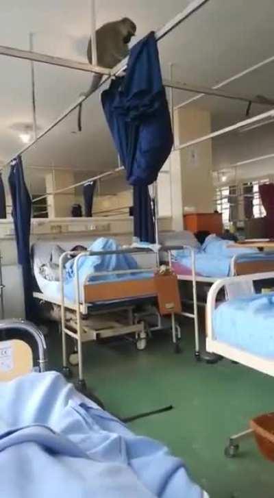 Shortage of nurses? No problem